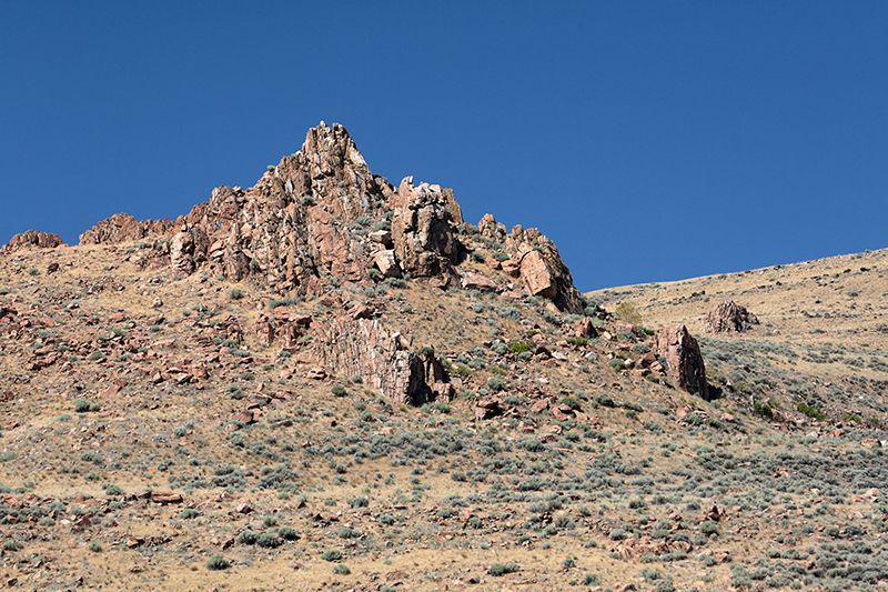 Bison : Antelope Island : Utah : Landscape Photos : Richard Moore : Photographer